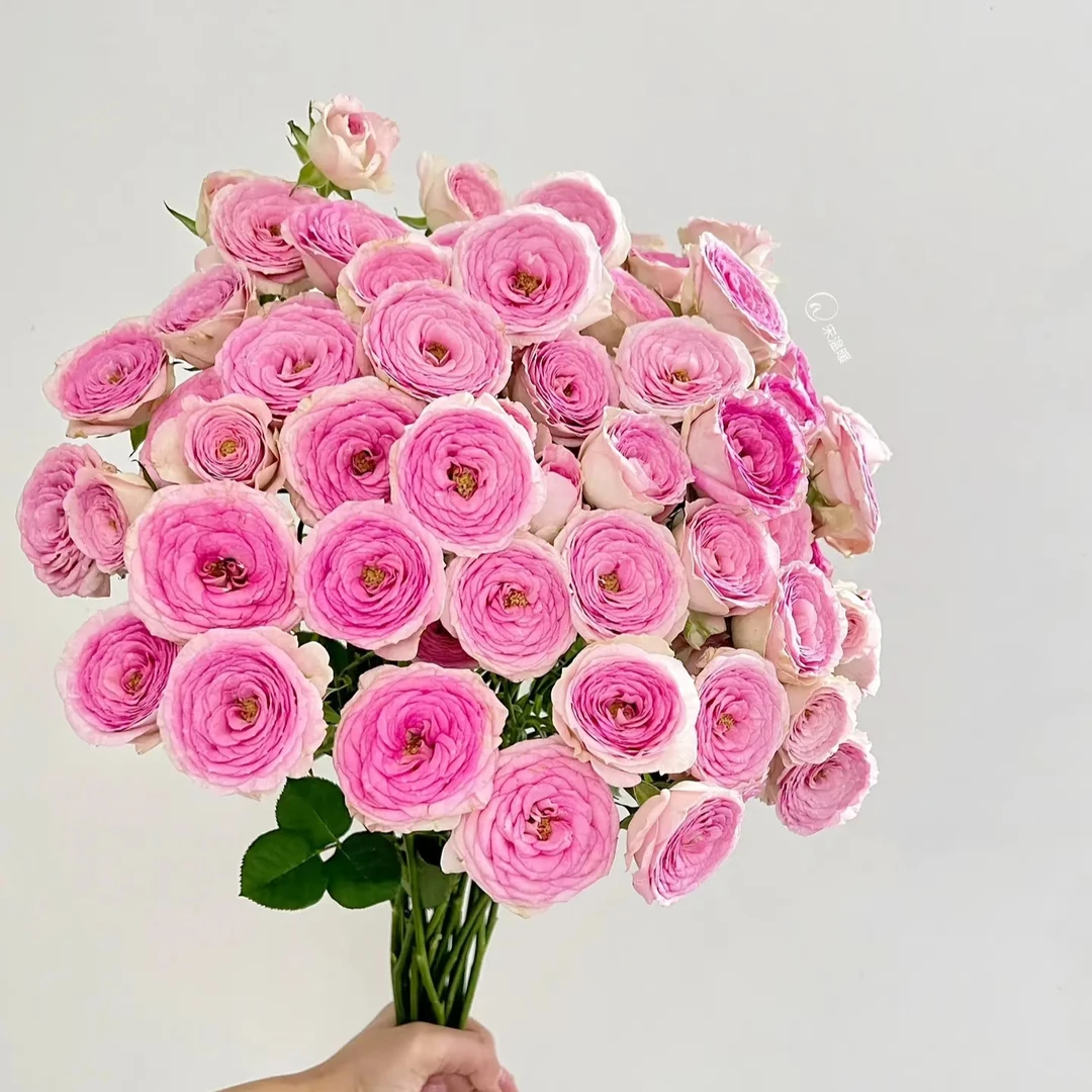 查科仙子多头玫瑰【两单以上升级顺丰】云南鲜花   家庭插花