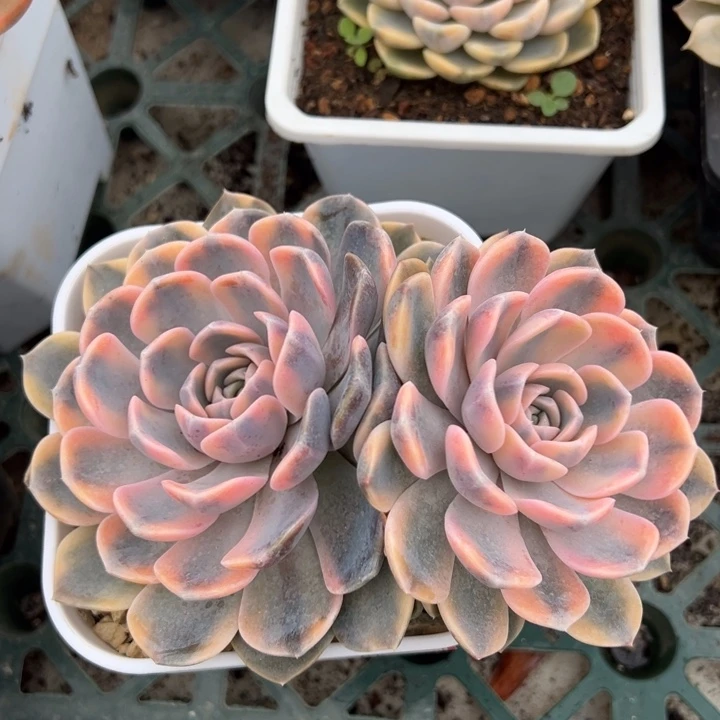 汉堡锦一物一拍锦龙