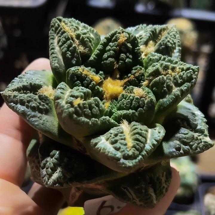 无花朵大尤志贺龟甲牡丹633