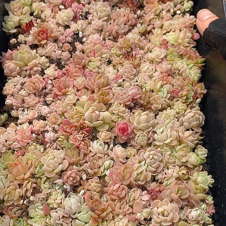 236 多肉植物组合盆栽植物