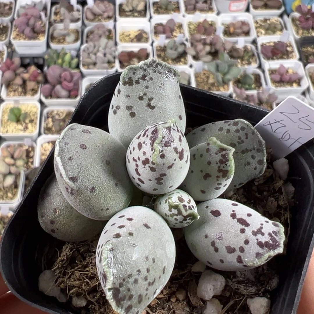 丸叶海豹多肉植物水泡