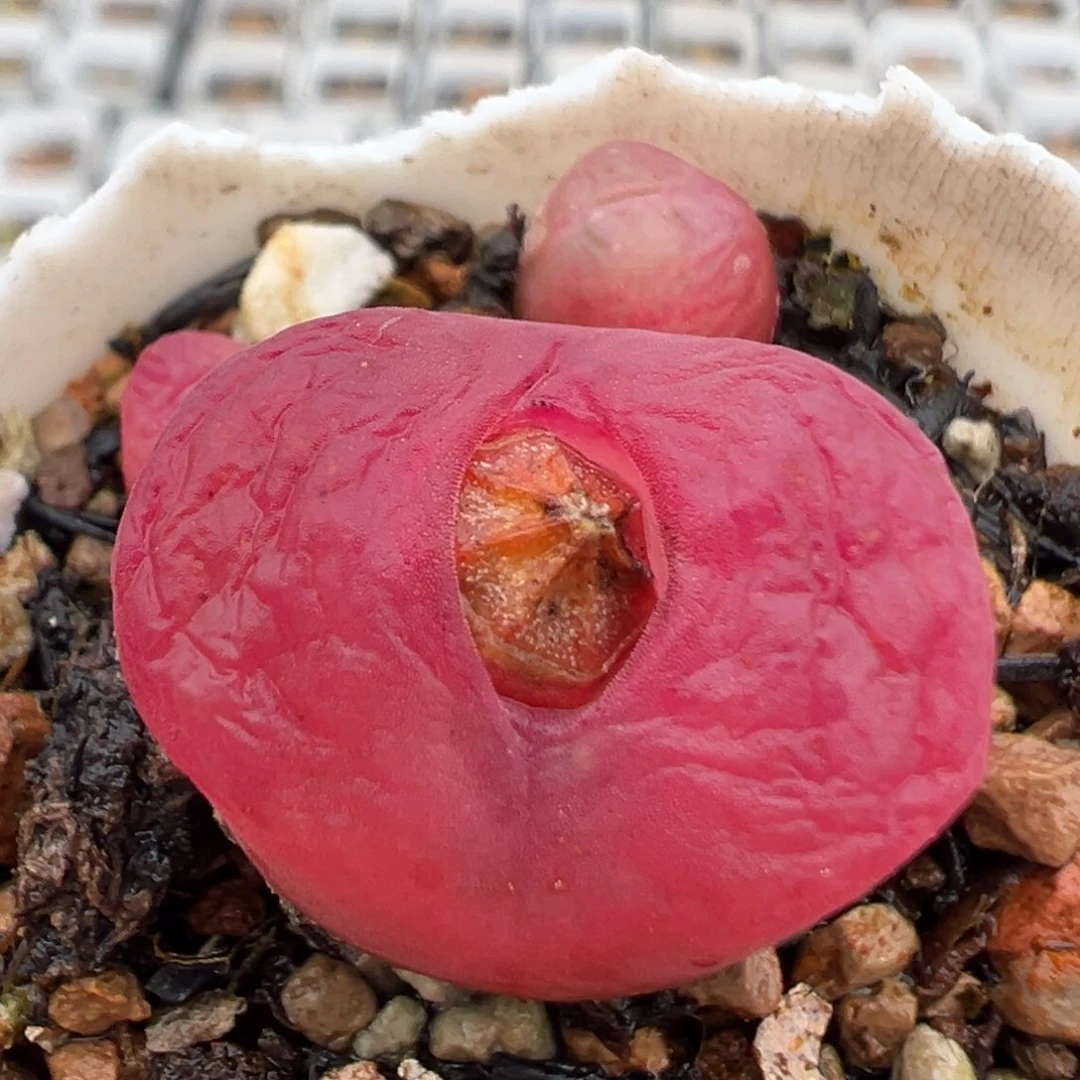 19多肉植物百科知识