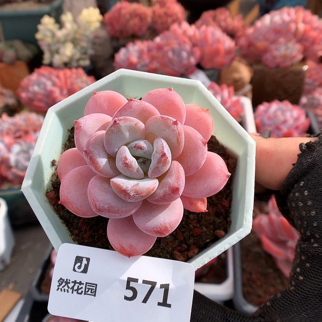 571星星雪多肉植物666