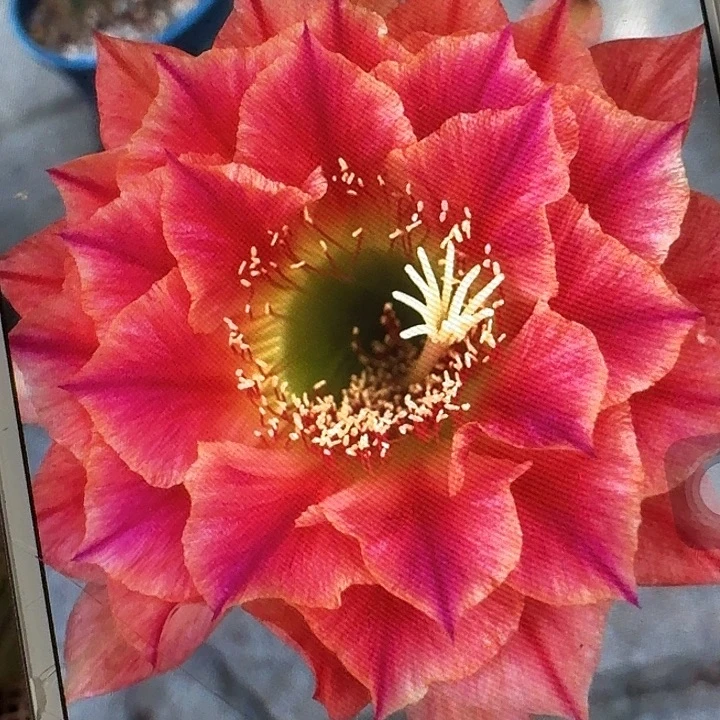 火焰超越侧芽5公分左右毛花柱（20包邮）