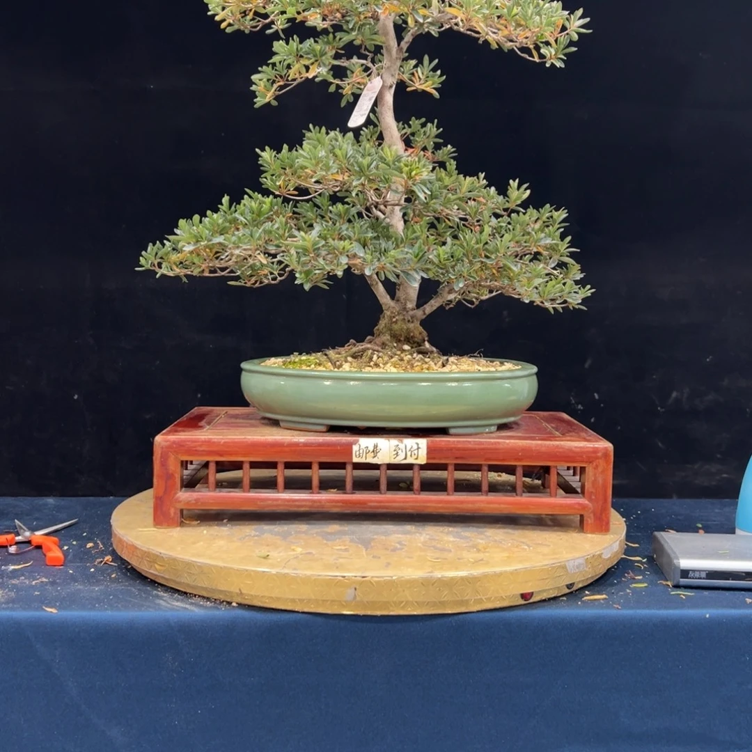 武***夫完全开放杜鹃花的诗作是