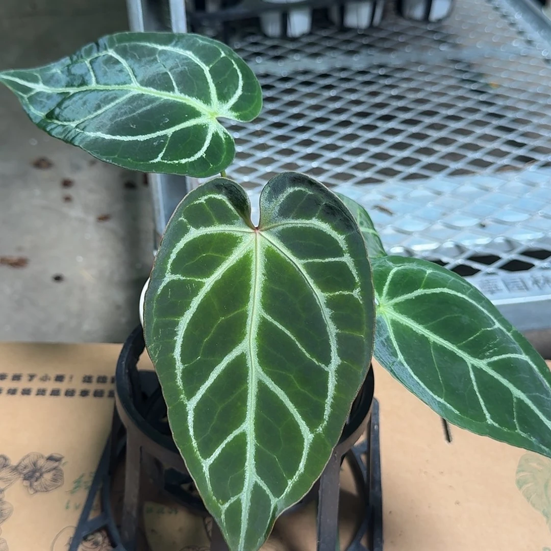 完全开放R64一物一拍