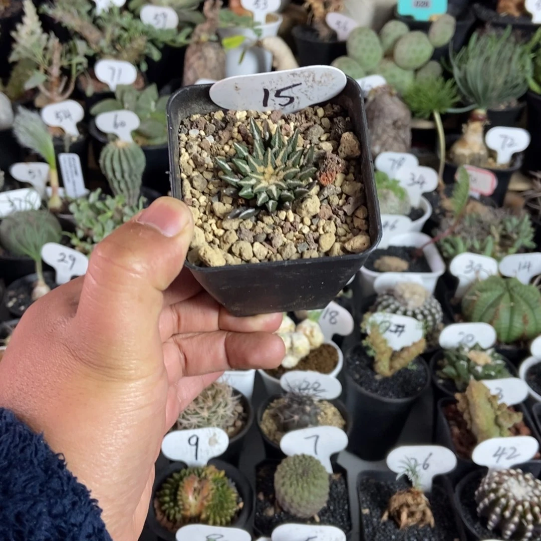 黑牡丹一个一物一拍