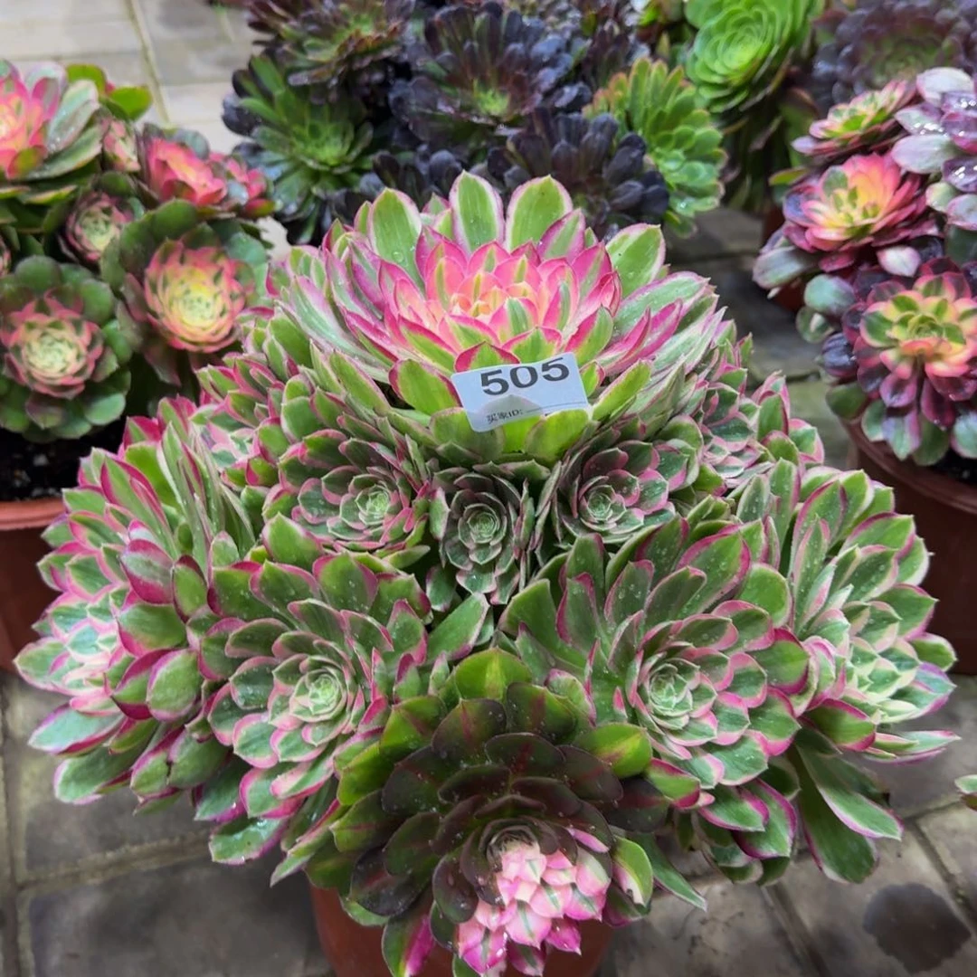 云****多肉植物505孔雀翎