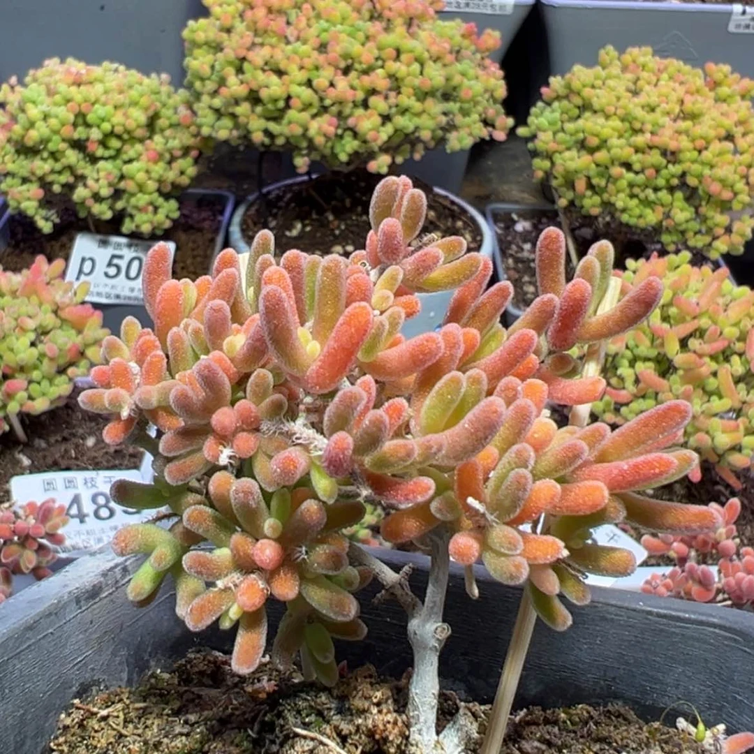 【闪购商品】p528钻石黄锦特价一颗