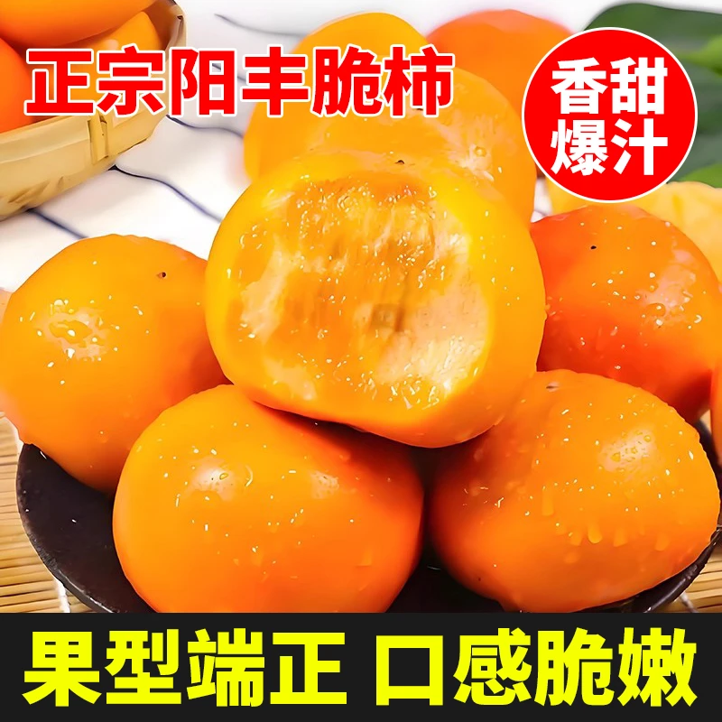 正宗山西阳丰巧克力脆柿子新鲜水果柿子当季采摘  香甜多汁带皮吃