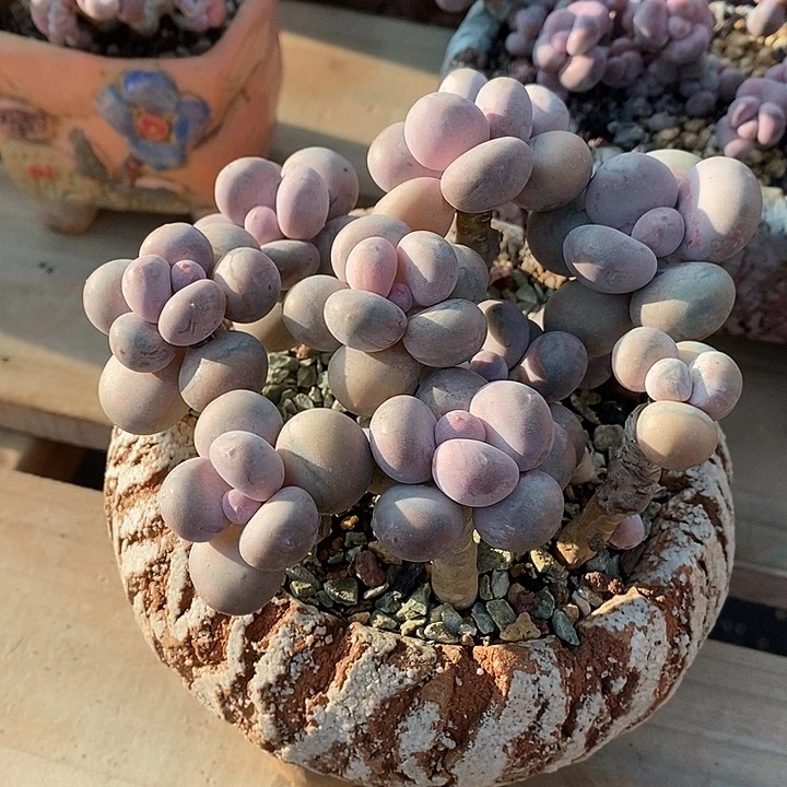 至***』尽力了呃摸摸摸摸摸摸摸