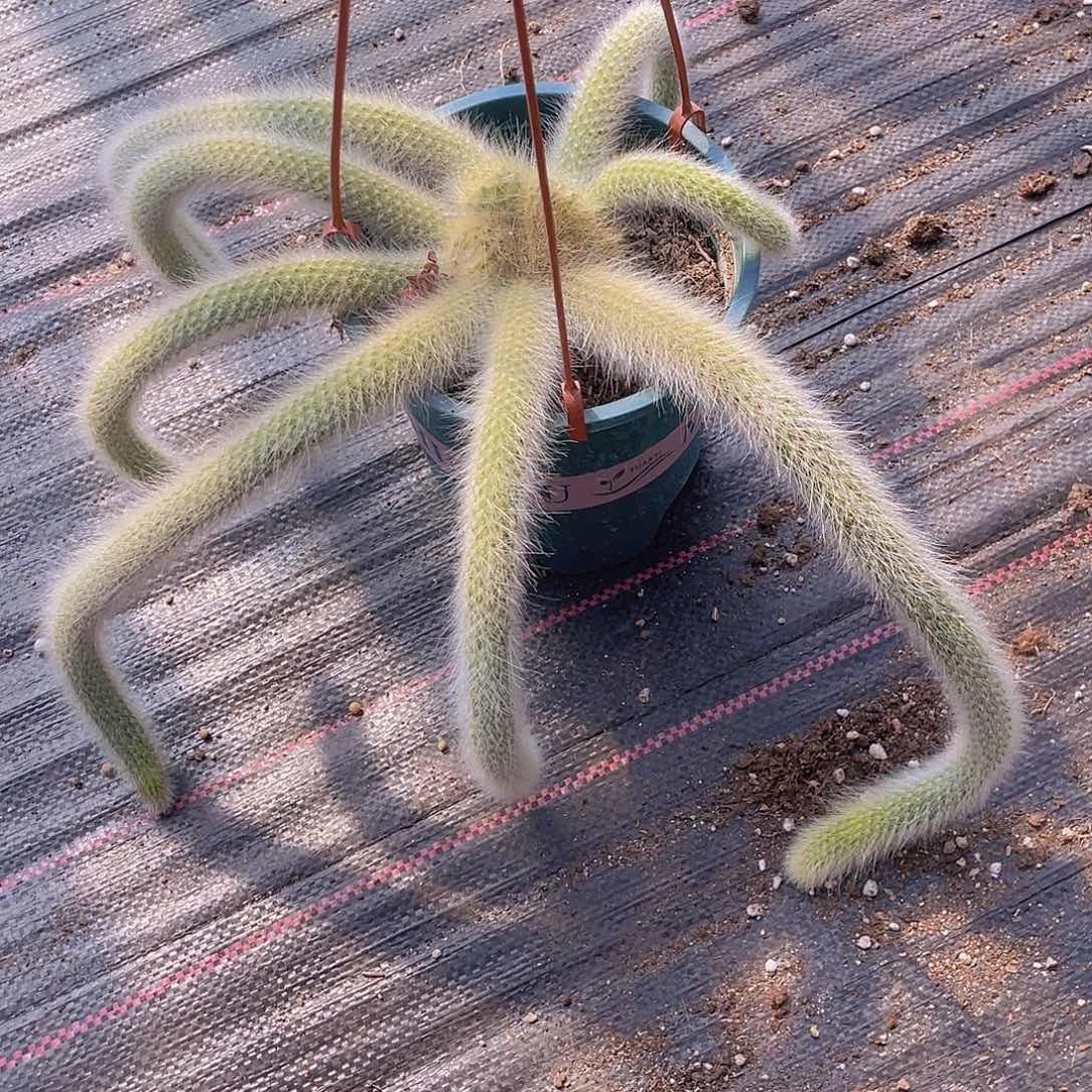 守**福九尾狐群生一物一拍