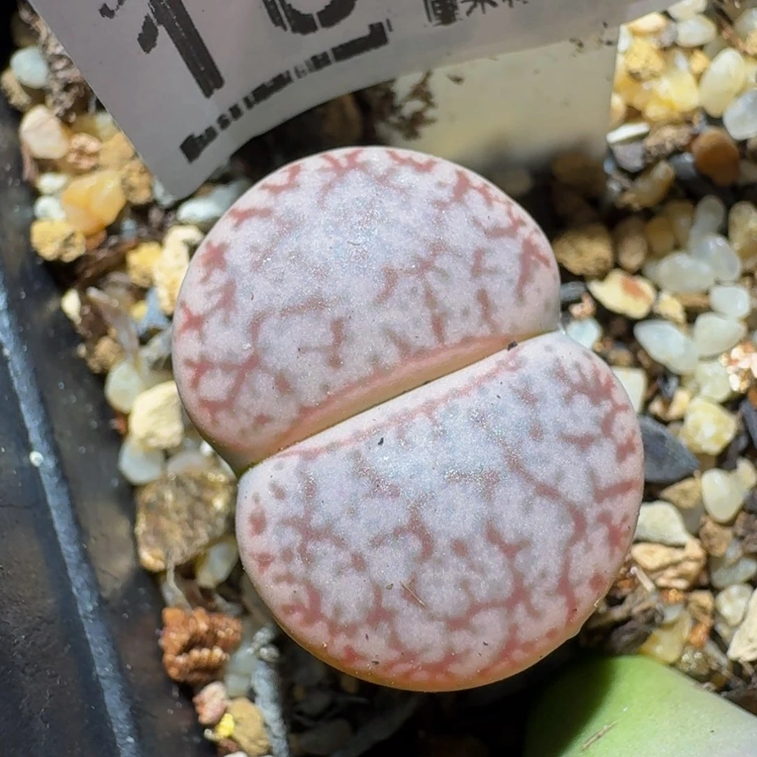 zzzz精品生石花1075