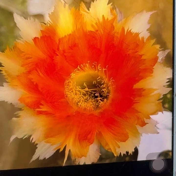 魔羽侧芽4公分彩草