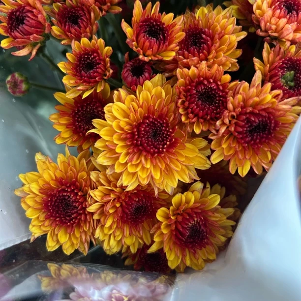 南农明月 小雏菊10支/1把