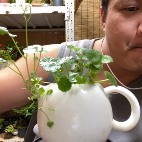 红陶一物一拍所见即所得163