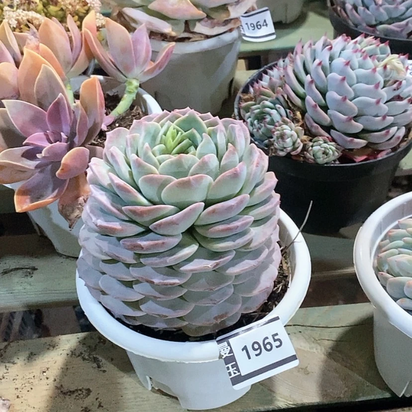 【闪购商品】纯爱1965