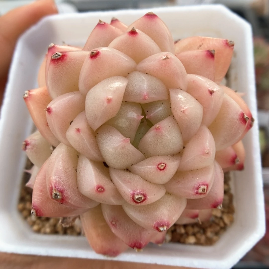 油透麦秆群生可拍987号