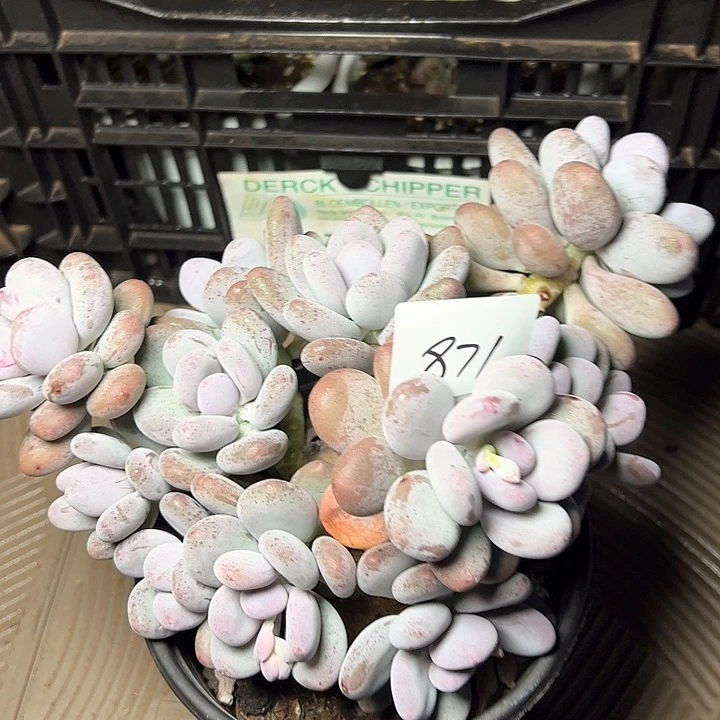 871/////////////////