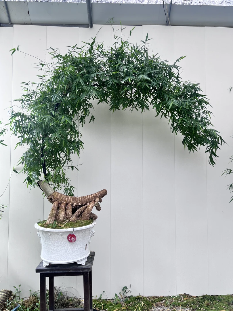 【雲庭｜意境盆景】-龙虾桩小叶簕竹盆景-高两米二，冠幅两米一