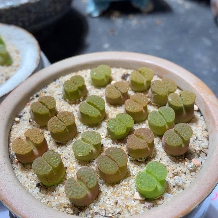 ry1917磁铁风铃一颗 带老皮