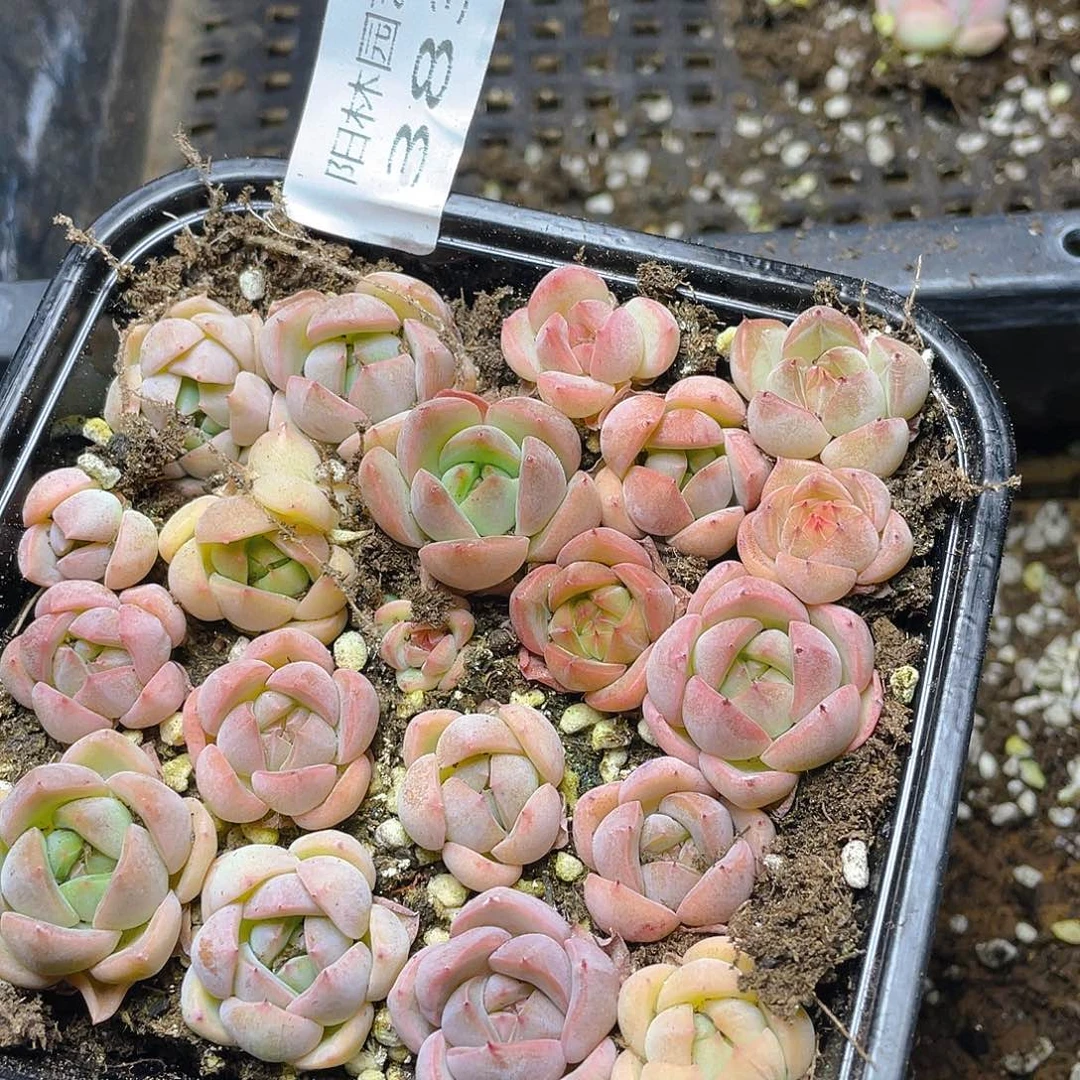 多肉植物多肉植物383