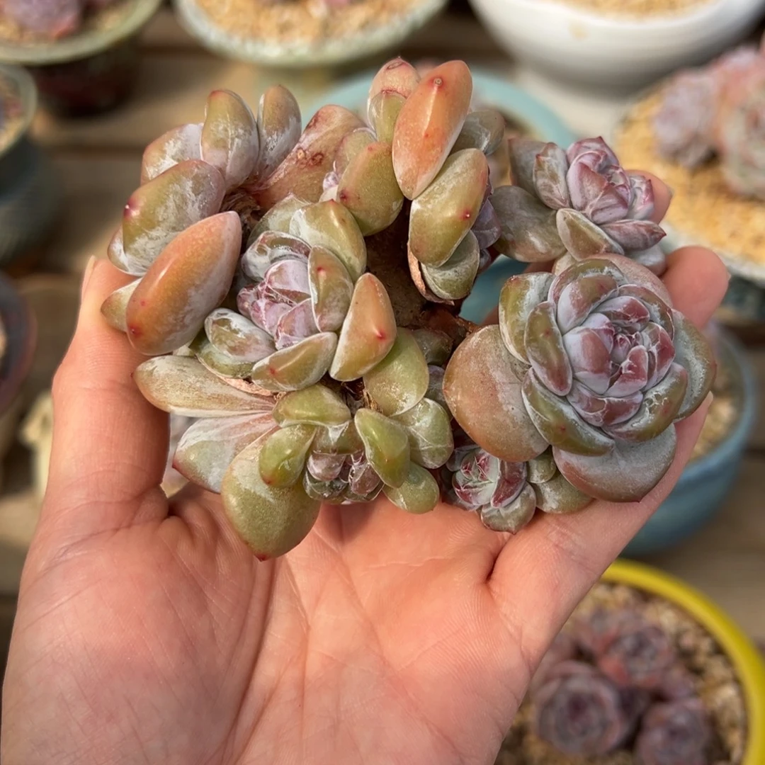 岚***灵绿地紫心哈哈哈哈哈