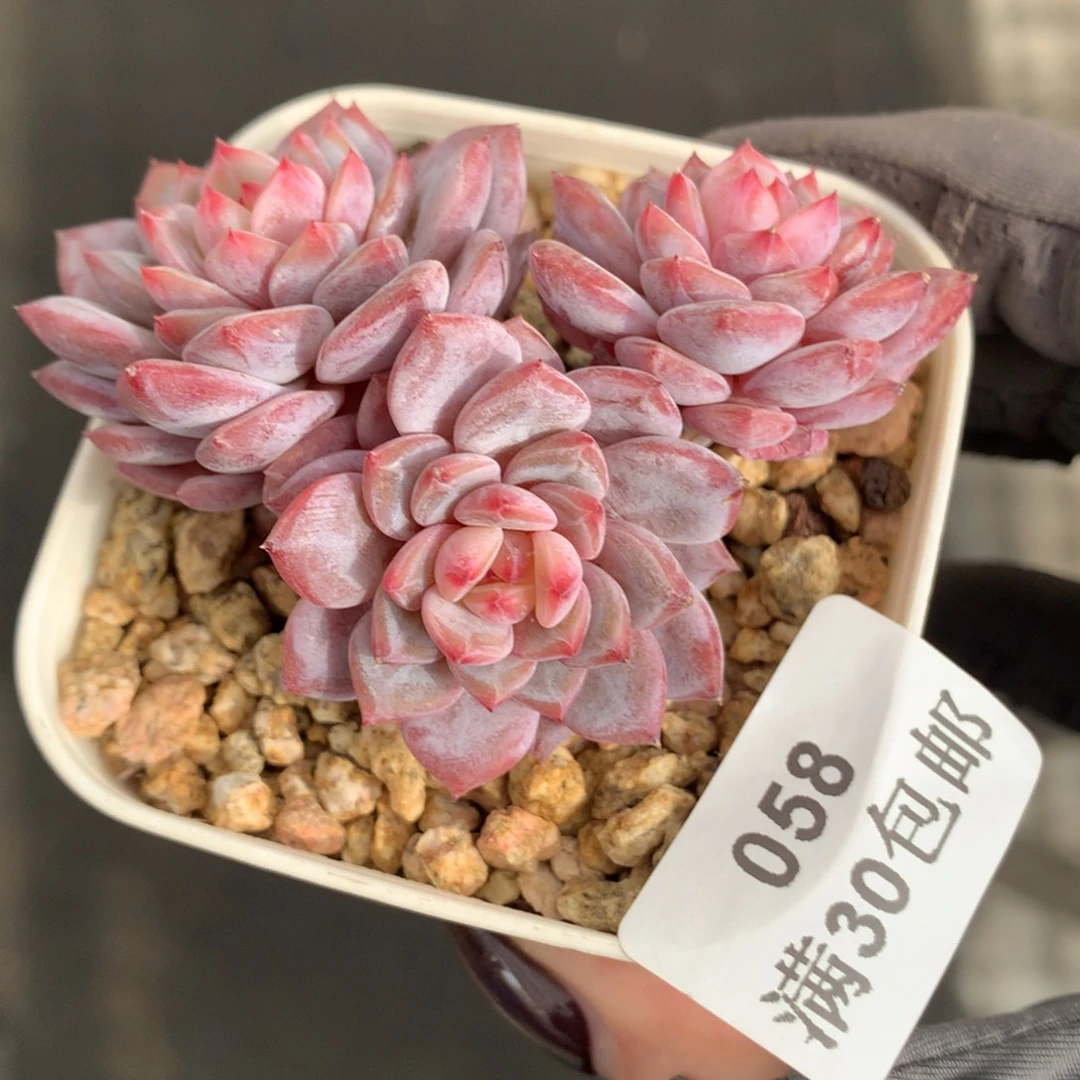 58。小树桩玉芙蓉三头。6.5cm冠服。