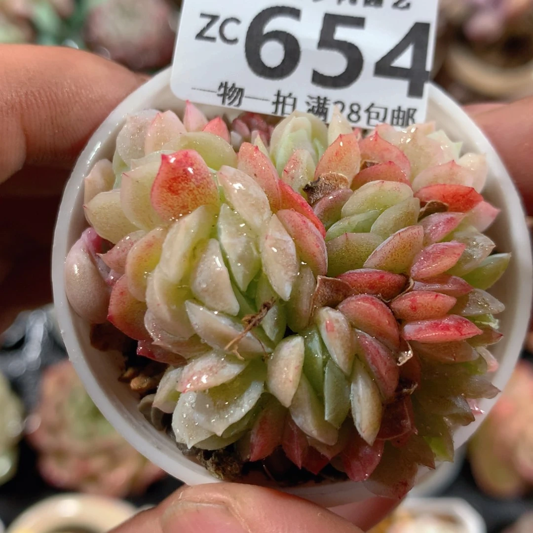 5CM拇指盆精控多肉ZC654
