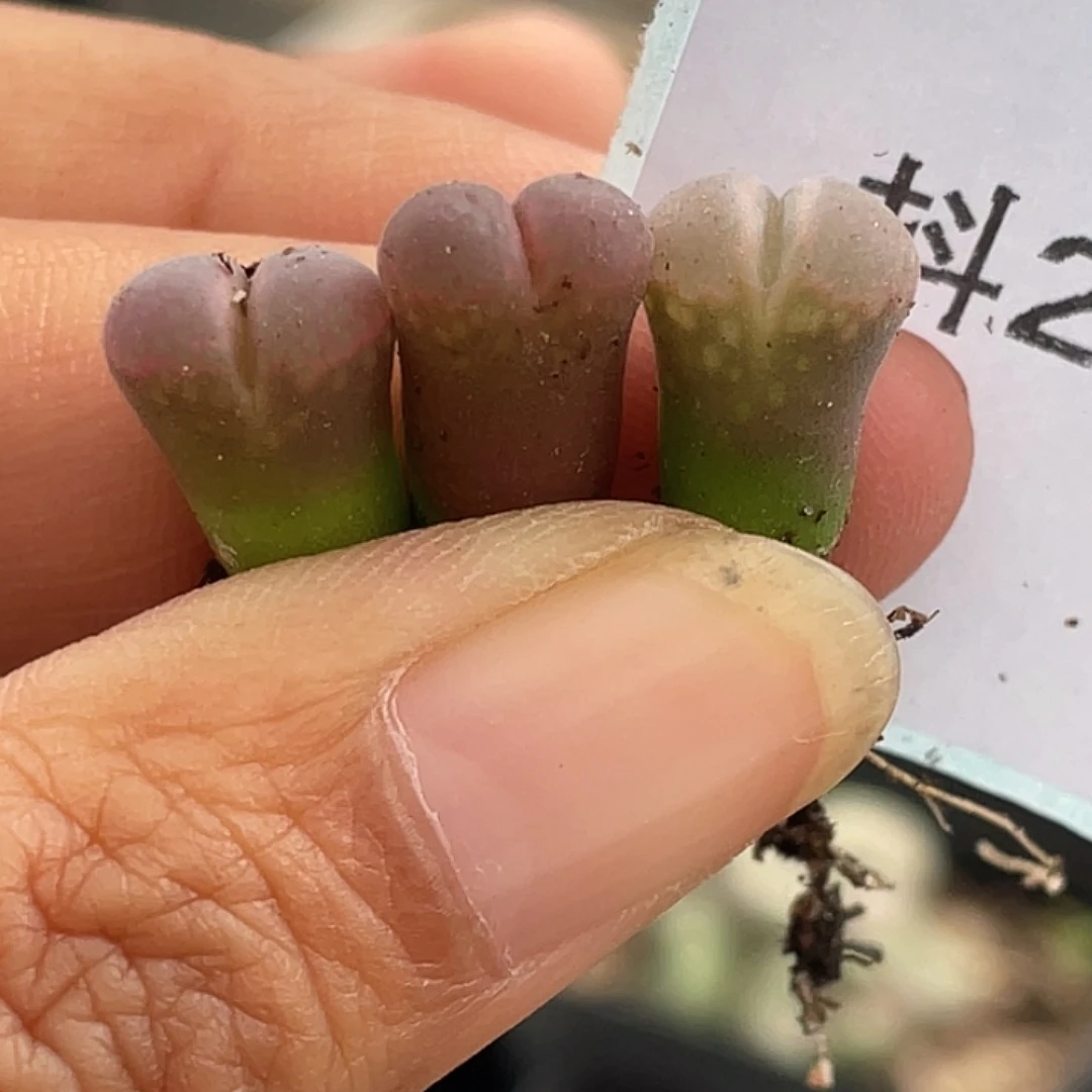 27-128肉锥c10苗多肉植物