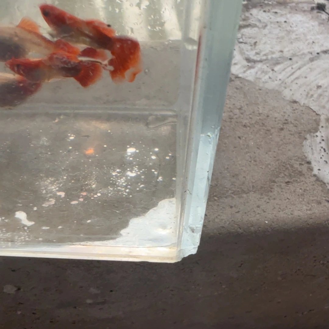 公热带海域1深海蓝黄化玻璃猫种鱼两吨