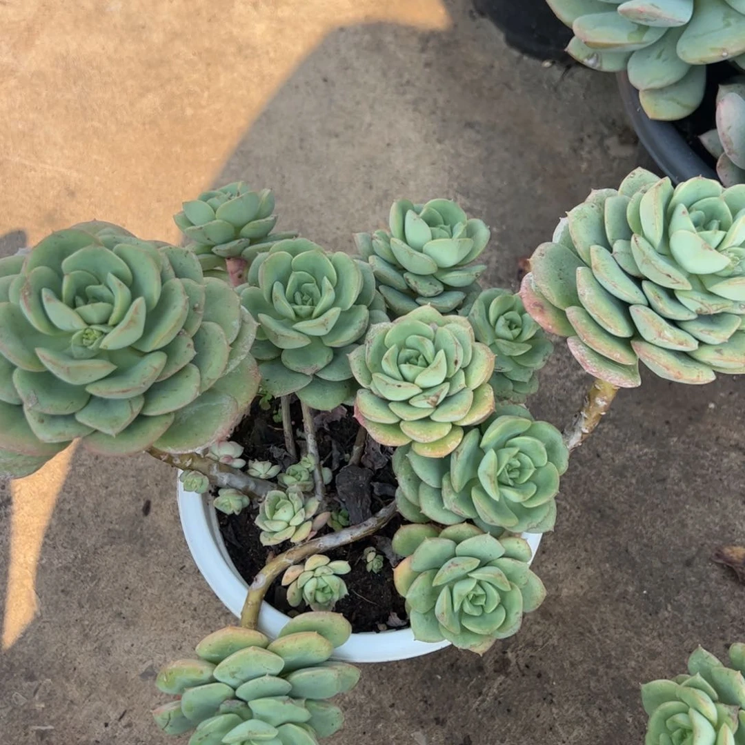 妮可莎娜玫瑰大盆