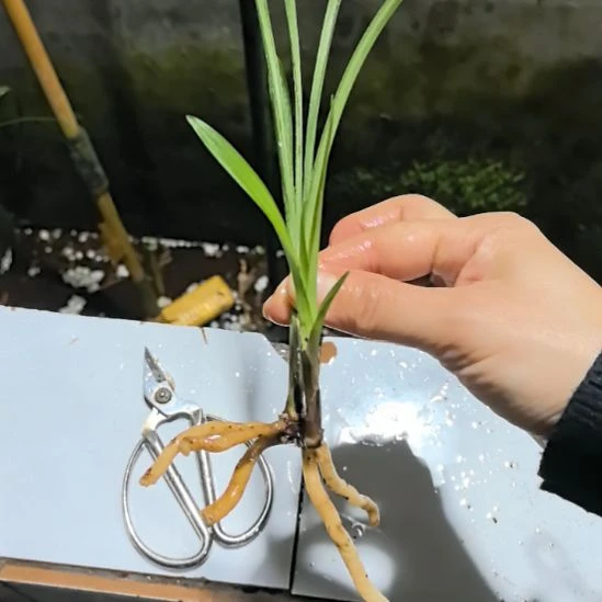 完全开放莲瓣兰荷瓣龙头带芽中等苗