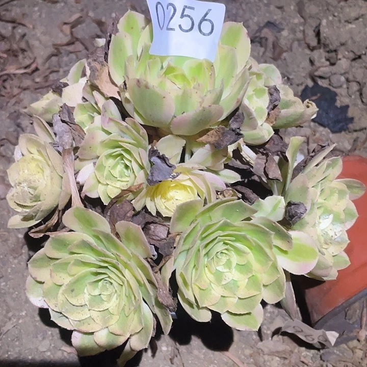 多肉植物法师256玉姿