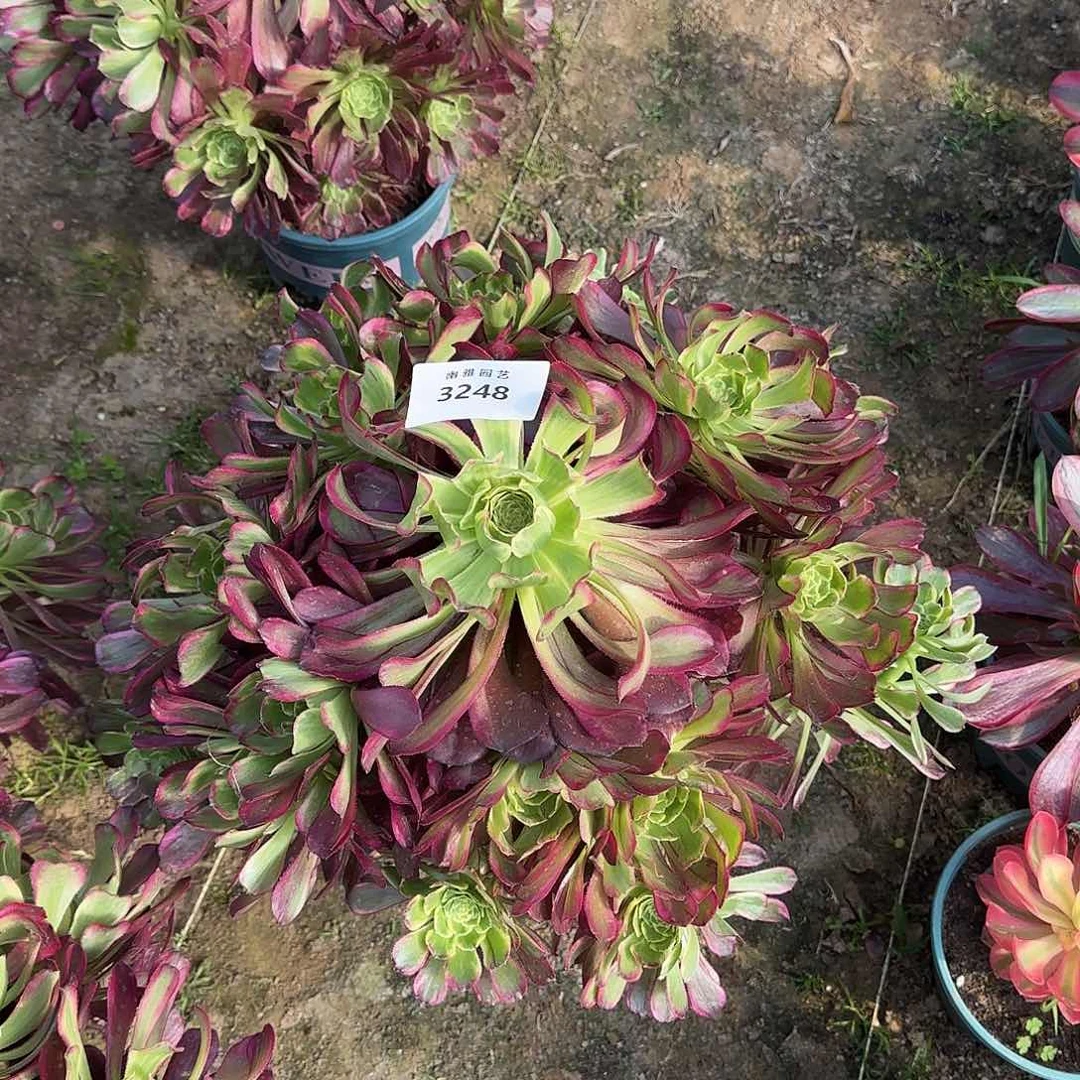 多肉植物紫浪3248