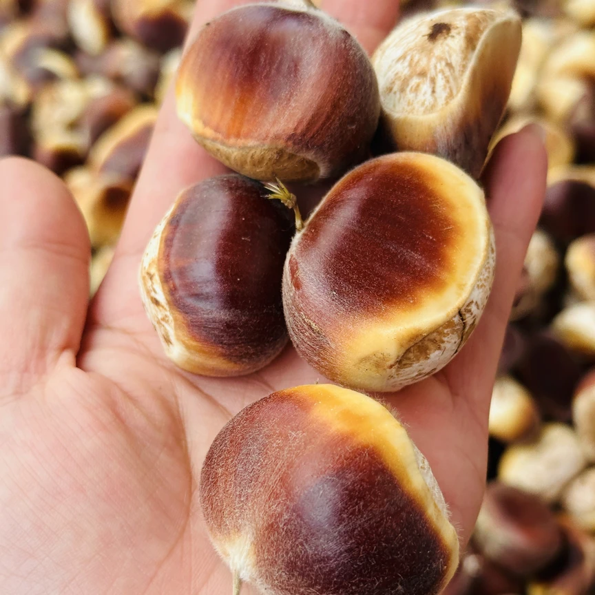 新鲜板栗农家自产自销大板栗