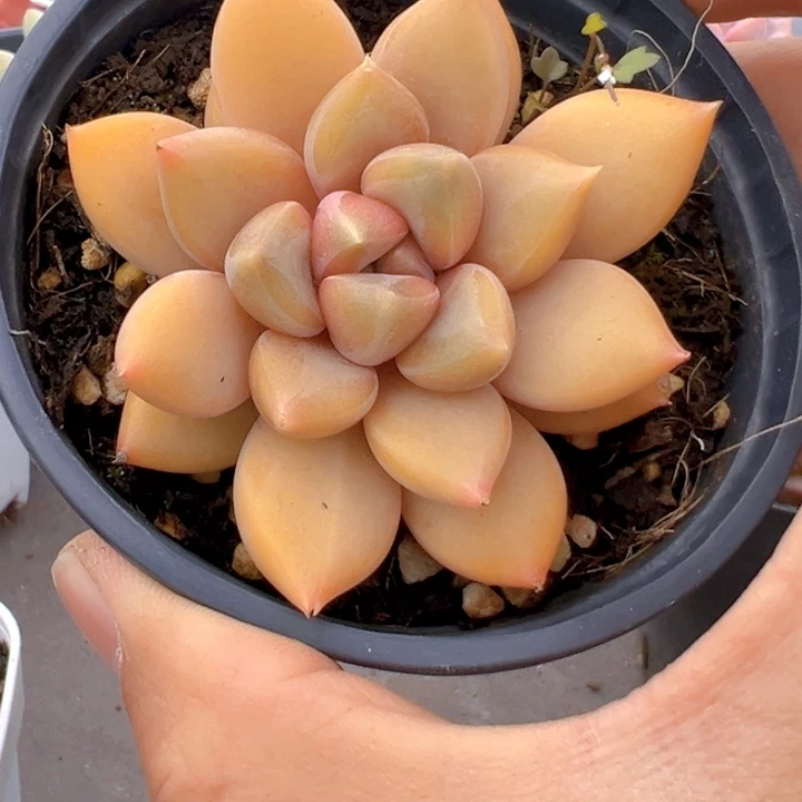 黄金象牙【一物⼀拍】两单包邮