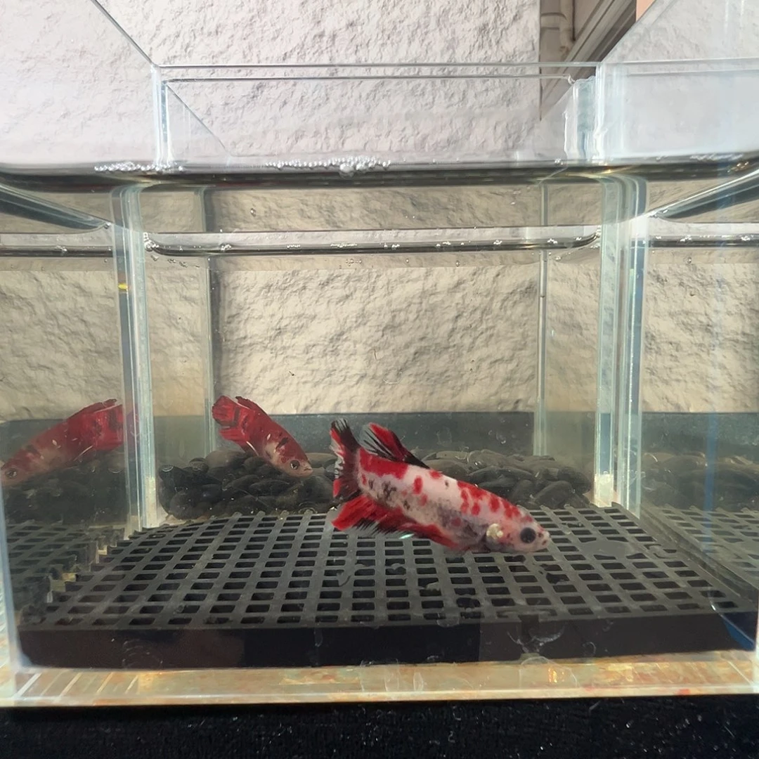 斗鱼阿浩泰斗17日37