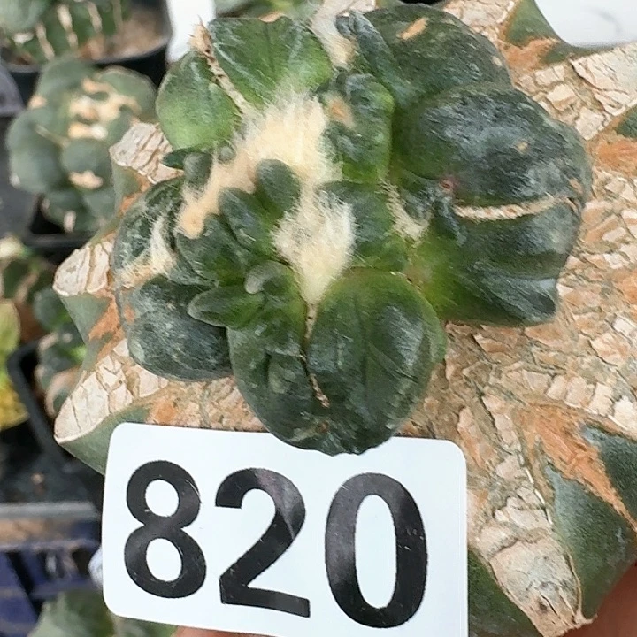 【闪购商品】无花朵孜**肉变尤蛋820