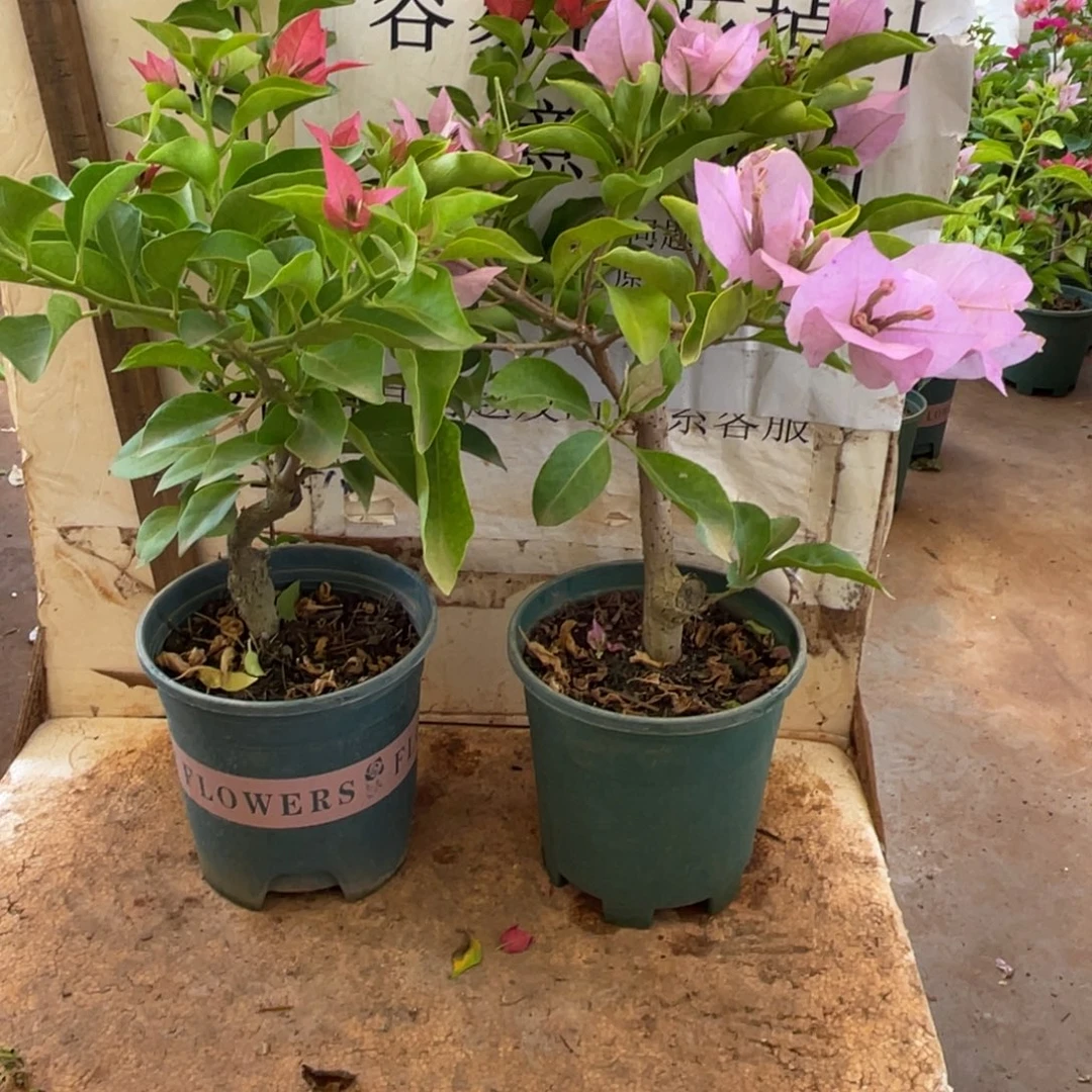 当前无花朵，栽培后可花朵25h2