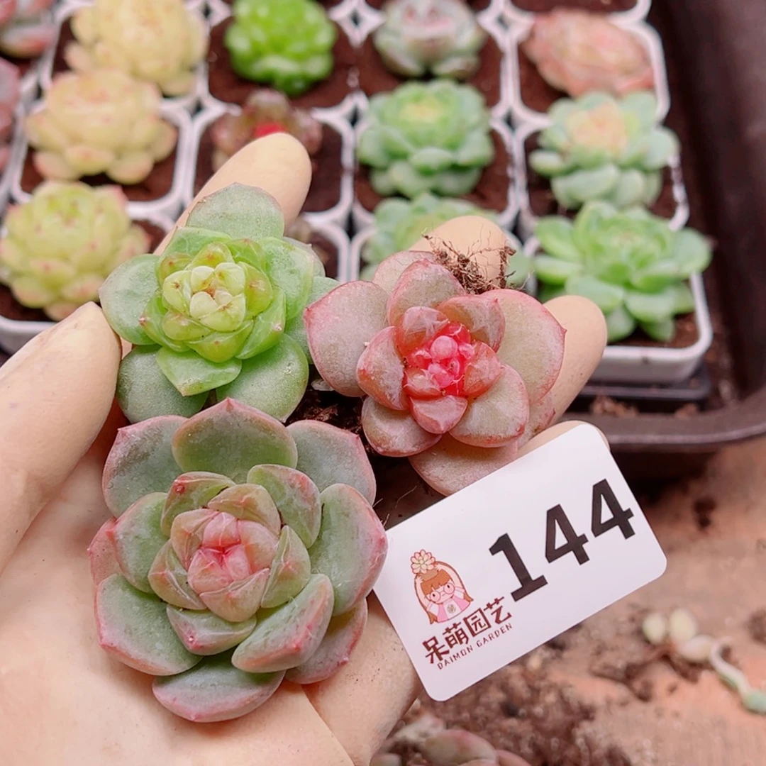 多肉植物多肉植物