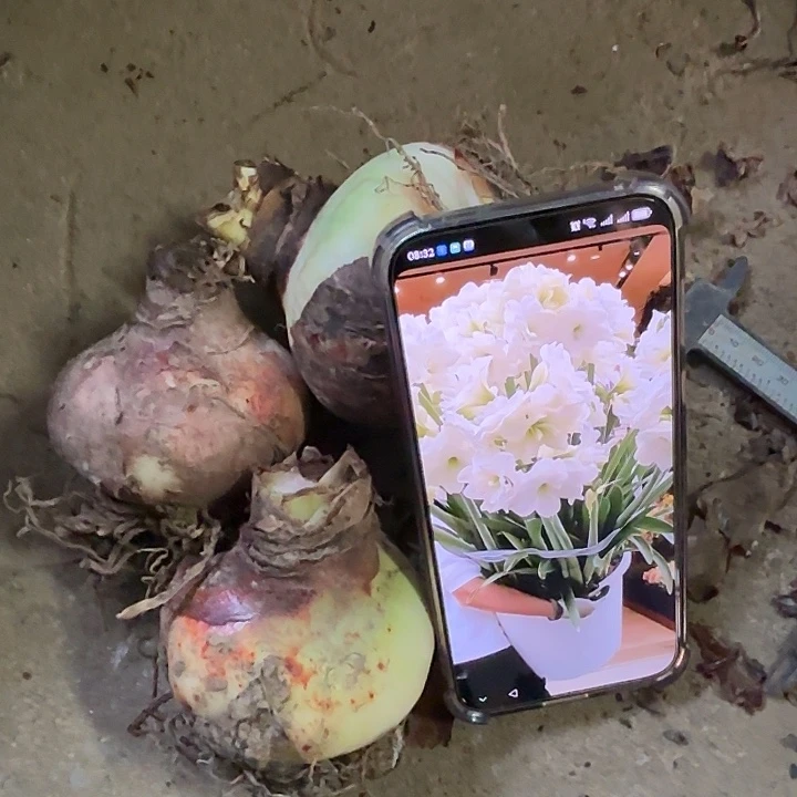 无花朵三个阿弗雷7-8左右