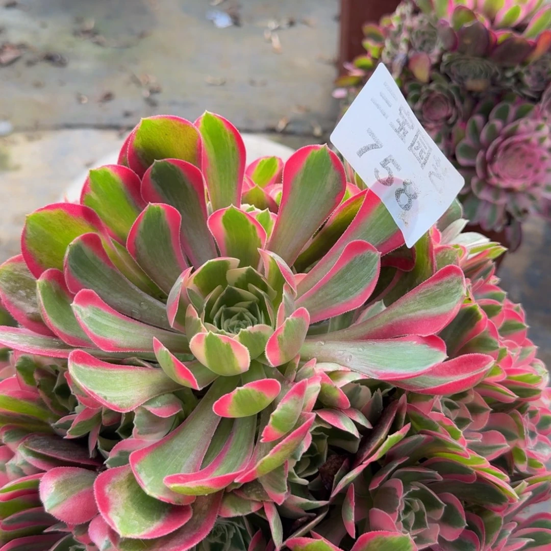 五*女多肉植物758七彩石