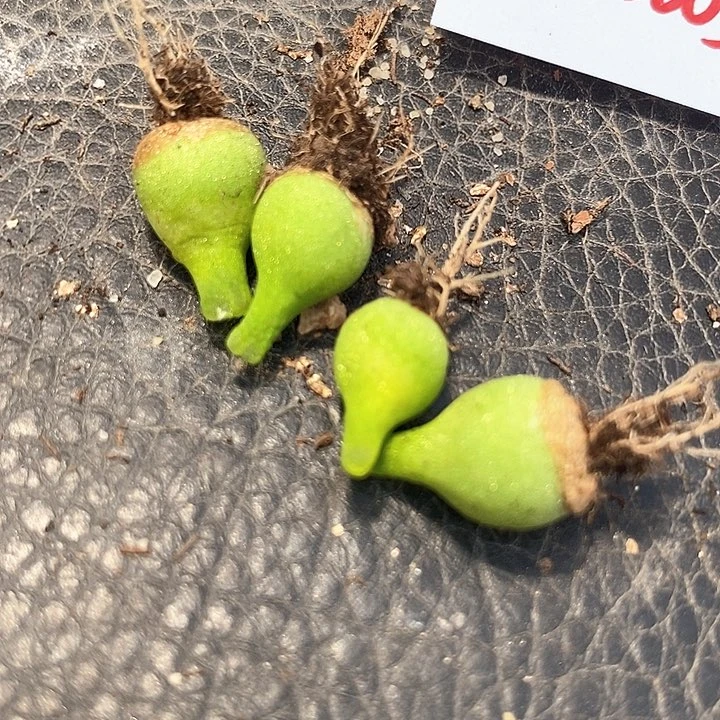 10511小葫芦一颗