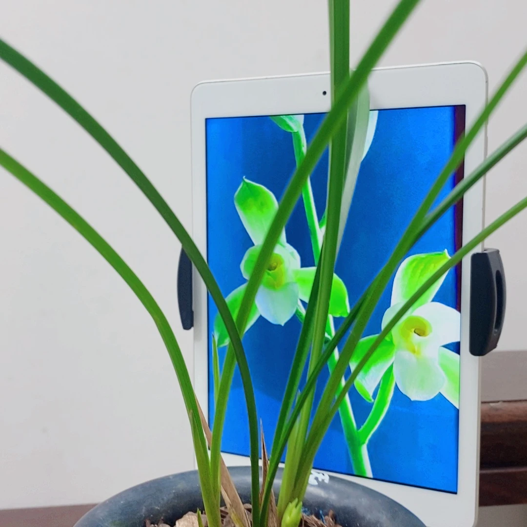 用***6当前无花栽培后可以开花