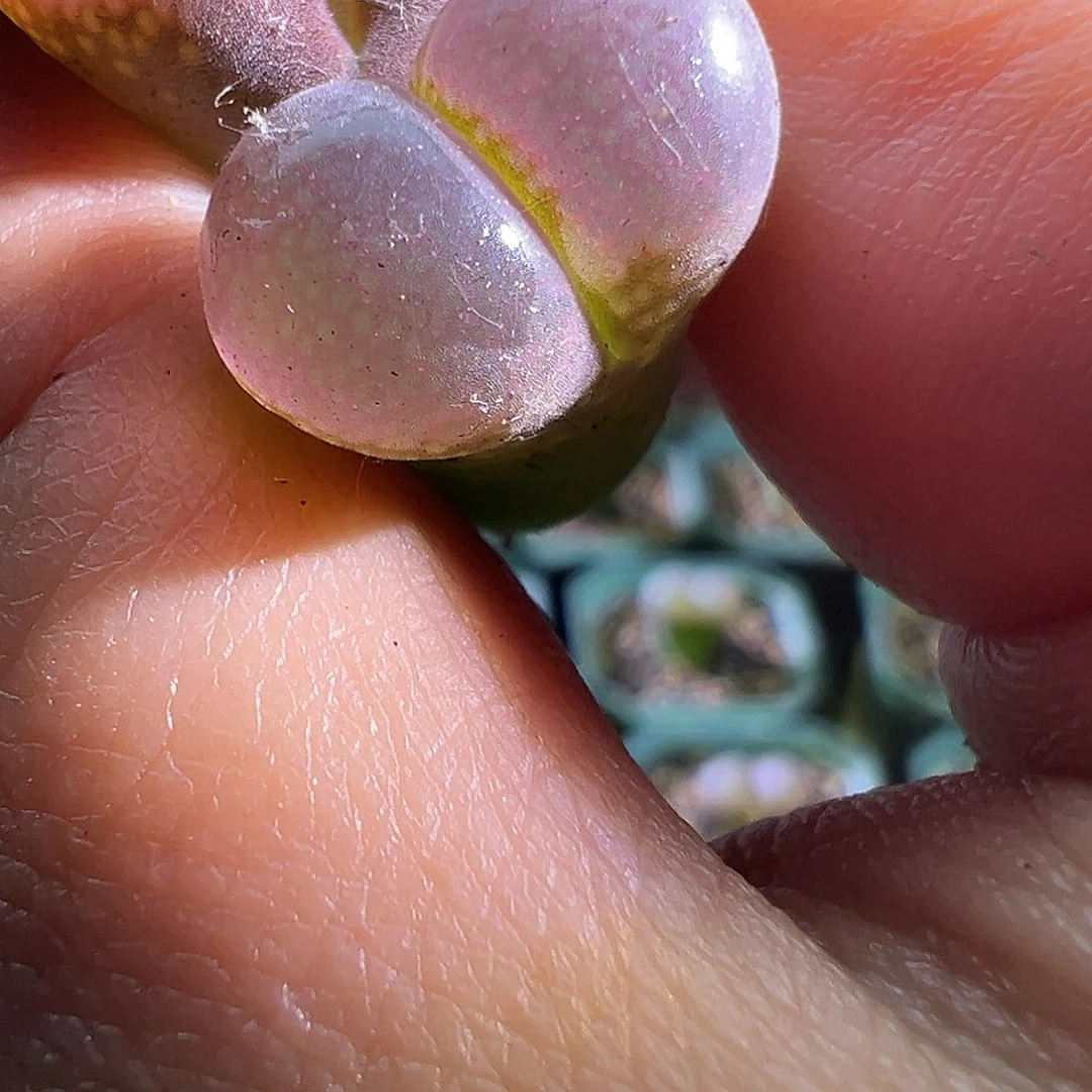 我****-杂交风铃。