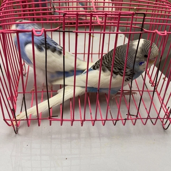 h***&虎皮鹦鹉虎皮鹦鹉