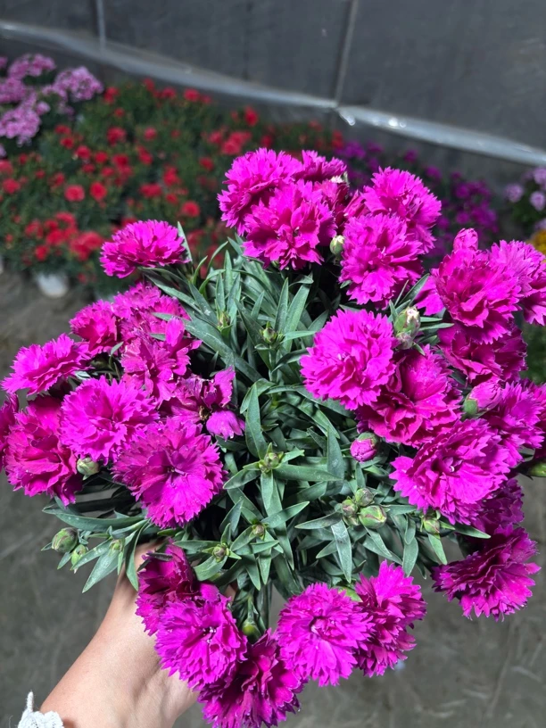 【康乃馨】石竹新手好养阳台庭院种植四季开花