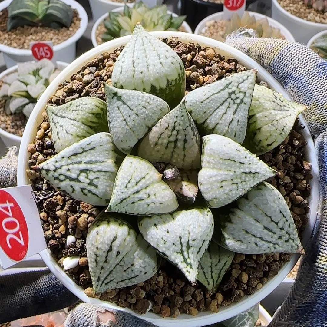 204号实生 8.5 厘米左右一物一拍带盆发货