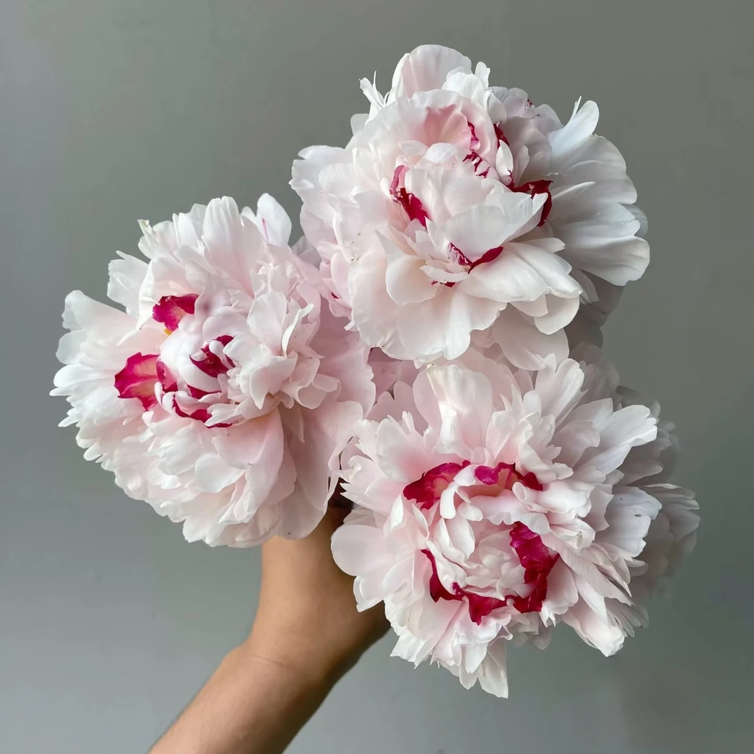 【精品A级】粉池金鱼 重瓣芍药现货现发 鲜切花水插花瓶A+大花苞